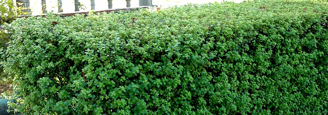 Pittosporum Mountain Green Hedge260305Lowres.jpg